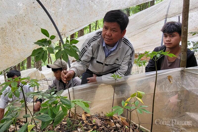 Xã Măng Ri vận động nông dân tham gia các mô hình trồng cây dược liệu, cà phê, sâm Ngọc Linh