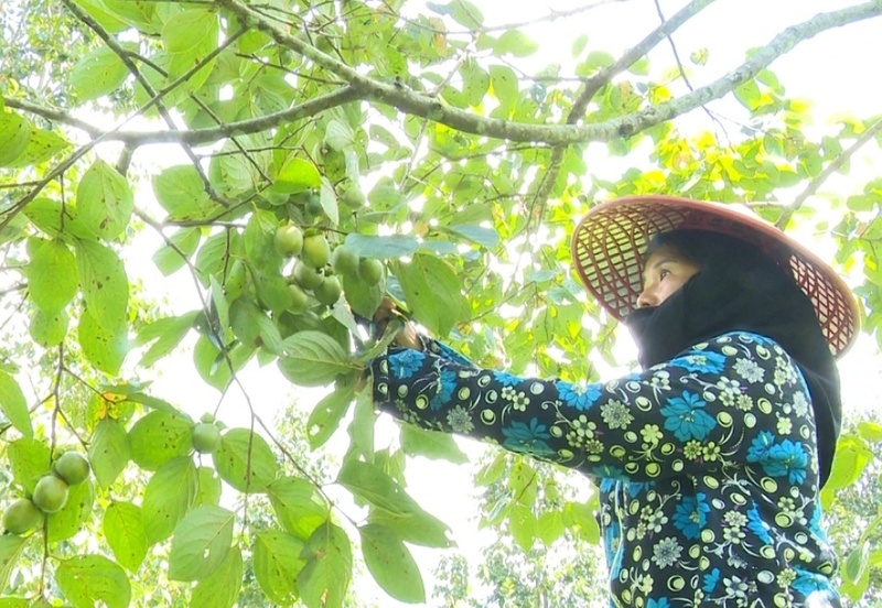 Hồng không hạt từ lâu là loại trái cây đặc sản của đồng bào miền núi Thái Nguyên. Ảnh: Công Luận
