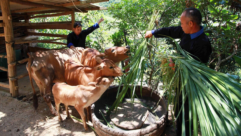 Chương trình mục tiêu quốc gia giảm nghèo bền vững là một chính sách công hiếm có, không phải quốc gia nào cũng triển khai. Ảnh: Minh họa