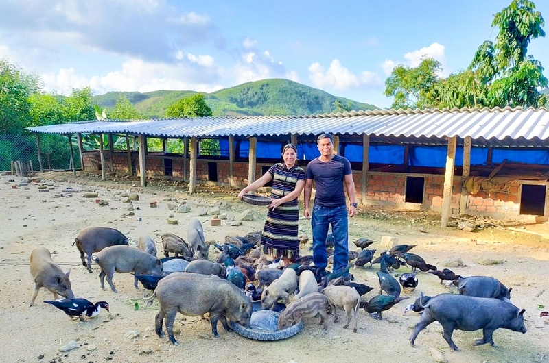 Trên địa bàn xã Nam Giang có gần 400 nhóm hộ Cơ Tu đăng ký phát triển nông nghiệp hữu cơ, an toàn, gắn với chuỗi giá trị.