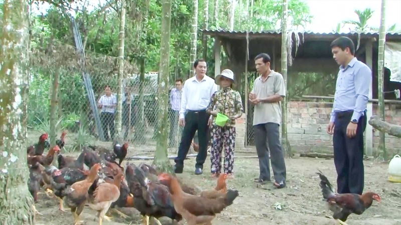 Trên địa bàn xã Nam Giang có khoảng 200 mô hình nông dân làm kinh tế trang trại kết hợp nông, lâm nghiệp.