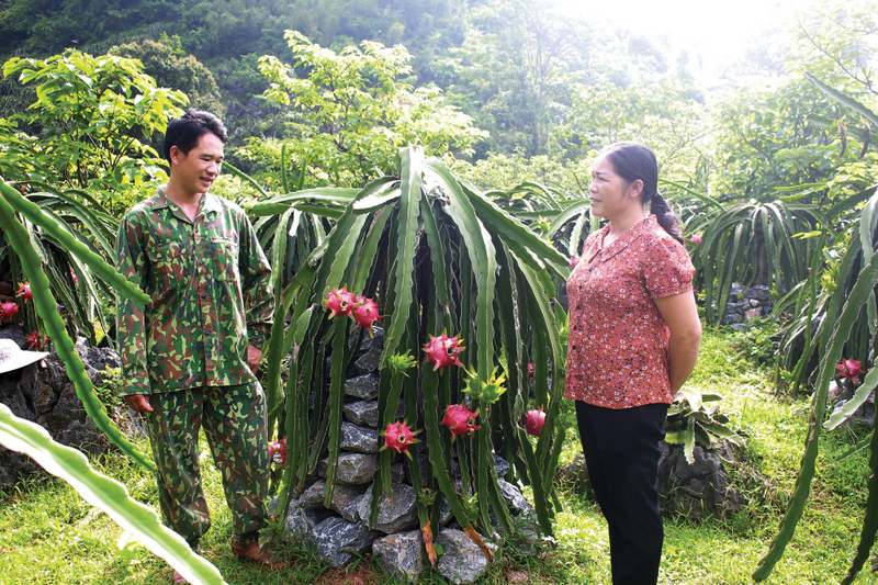 Thanh long mang lại thu nhập cao cho bà con dân tộc thiểu số trên địa bàn xã. Ảnh minh họa