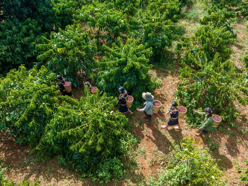 Vĩnh Hiệp hiện là doanh nghiệp có kim ngạch xuất khẩu cà phê hàng đầu Việt Nam (Ảnh: Vĩnh Hiệp)