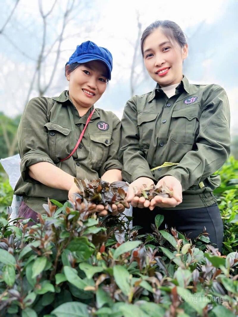 Chè búp tím Phú Thọ – đặc sản vùng Trung du miền núi giúp bà con đổi đời.