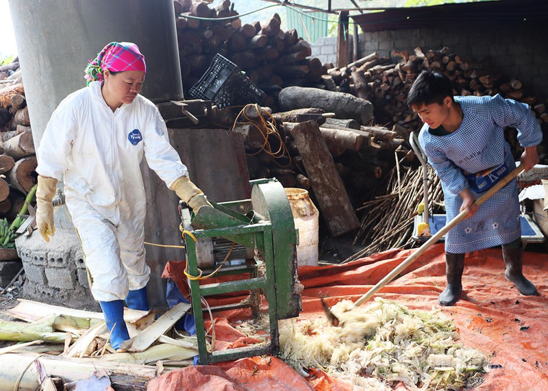 Hợp tác xã Tuấn Dũng sử dụng thân cây chuối kết hợp làm thức ăn chăn nuôi cho đàn lợn. Ảnh: Trần Kế