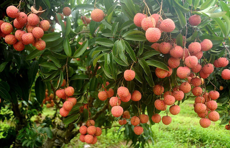 Với điều kiện khí hậu và thổ nhưỡng thuận lợi, vải thiều Lục Ngạn phát triển mạnh, cho chất lượng quả cao với hương vị thơm ngon, đặc trưng. Ảnh minh hoạ