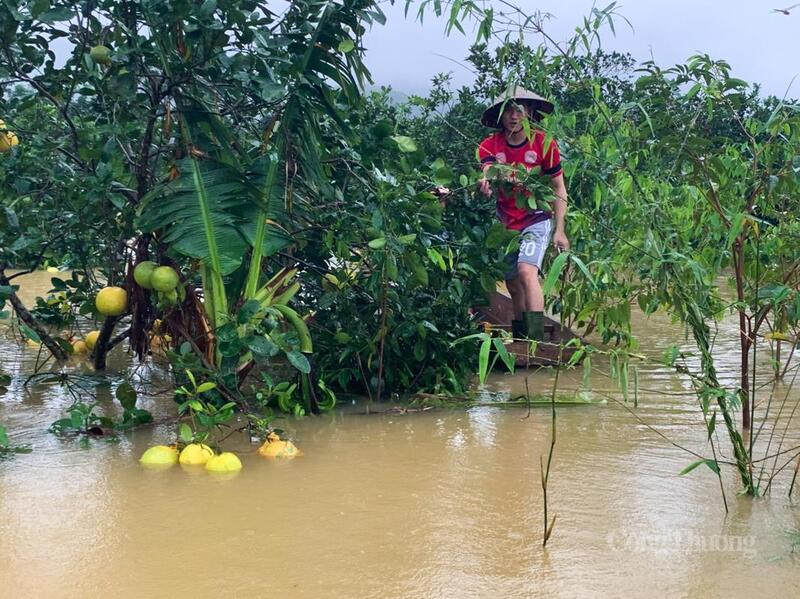 Hơn 50ha bưởi của bà con xã Phúc Trạch đang chìm trong nước lũ