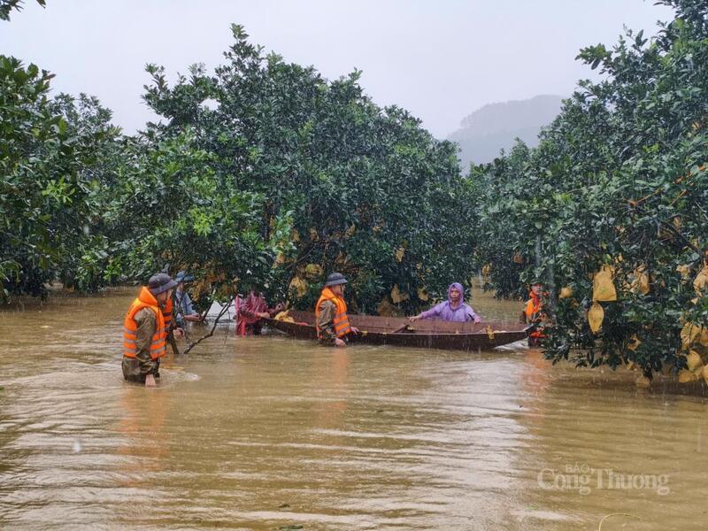 Người dân dùng thuyền để thu hoạch bưởi chạy lũ