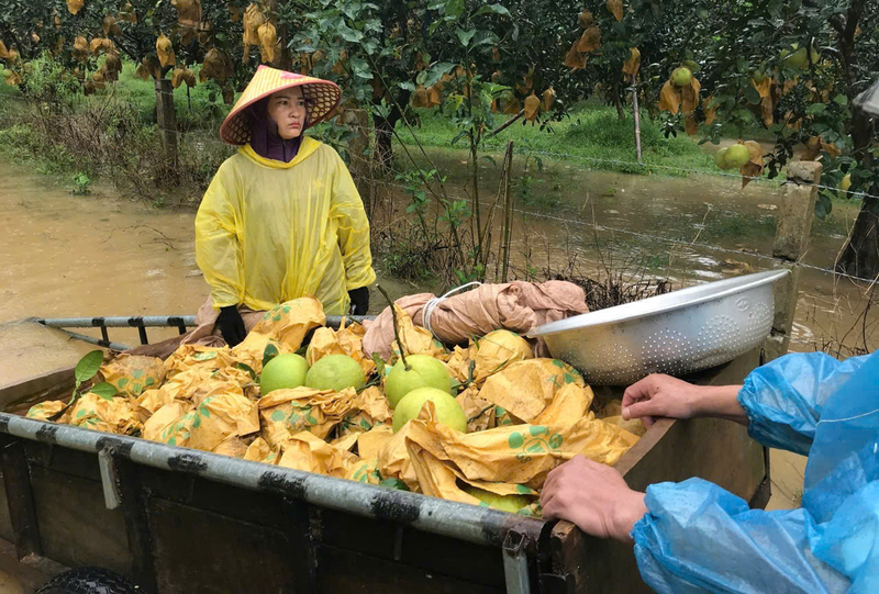Người dân ngập ngùi thu hoạch bưởi chạy bão