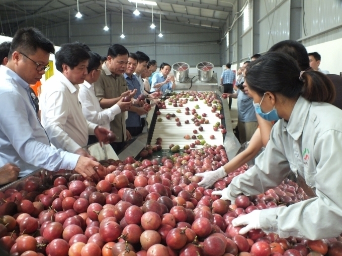 Chanh leo được doanh nghiệp đưa vào chế biến sâu nhằm tăng giá trị sản phẩm. Ảnh minh hoạ