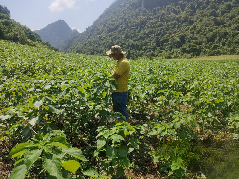 Cây gai xanh đã giúp người dân Cao Bằng nâng cao thu nhập, cải thiện đời sống. Ảnh: Lâm Trường