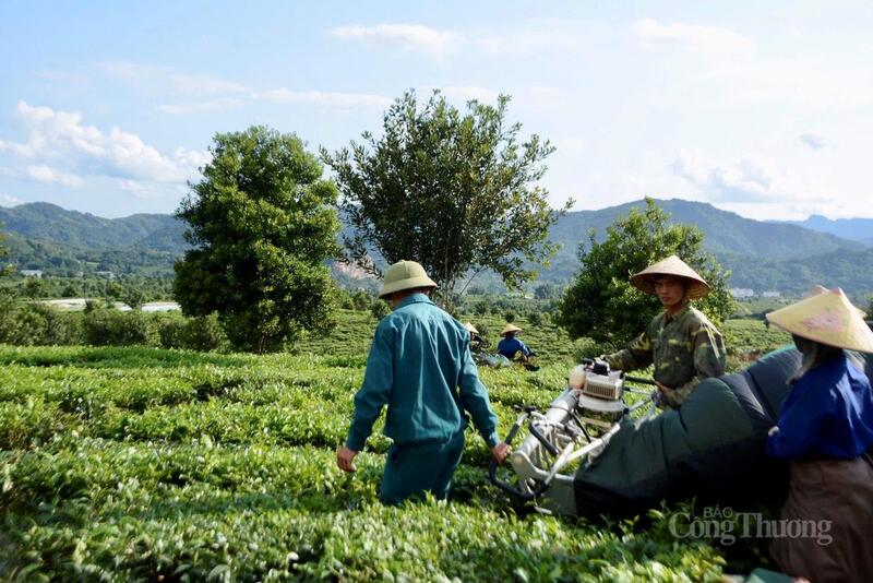 Cây chè Lai Châu luôn là niềm tự hào nông sản của bà con nơi đây.