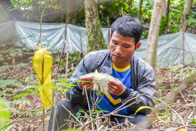 Trồng sâm Ngọc Linh tại vùng đồng bào dân tộc tại khu vực miền Trung - Tây Nguyên. Ảnh. Hồ Quân