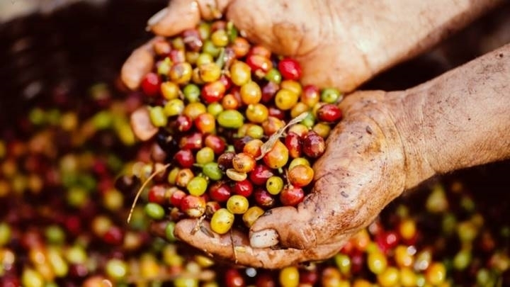 Tổng diện tích cà phê của nước ta năm 2024 khoảng 718.000ha, sản lượng 1,95 triệu tấn, trong đó chủ yếu là cà phê Robusta
