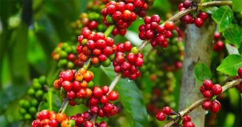 Giá cà phê Arabica tăng hơn 2% lên mức 8.512 USD/tấn trong khi giá cà phê Robusta tăng tới hơn 3,5%, đạt mức 4.815 USD/tấn. Ảnh minh họa