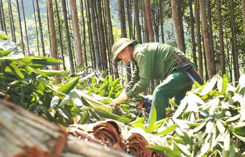 Quế xã Bảo Yên, tỉnh Lào Cai