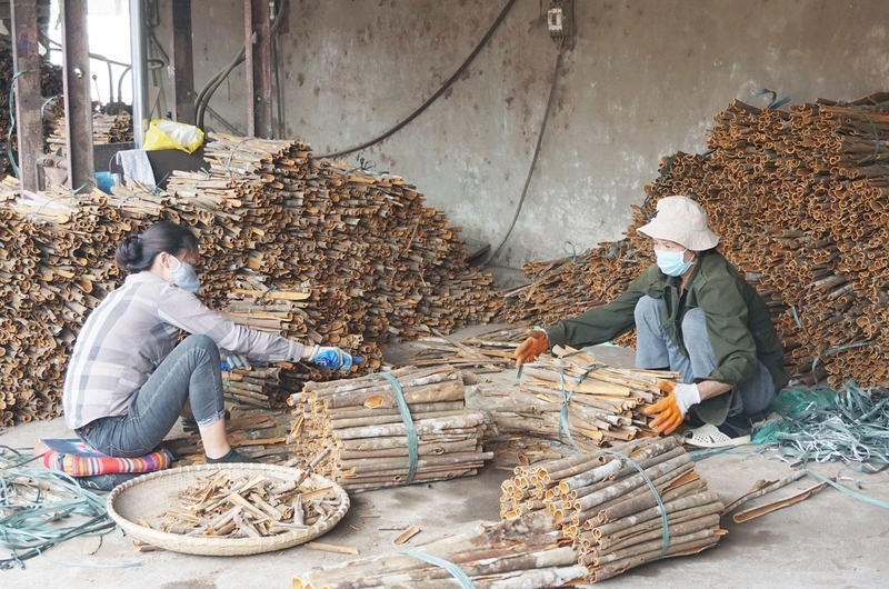 Việc phát triển chuỗi giá trị quế còn chưa tương xứng với tiềm năng thế mạnh của tỉnh Lào Cai