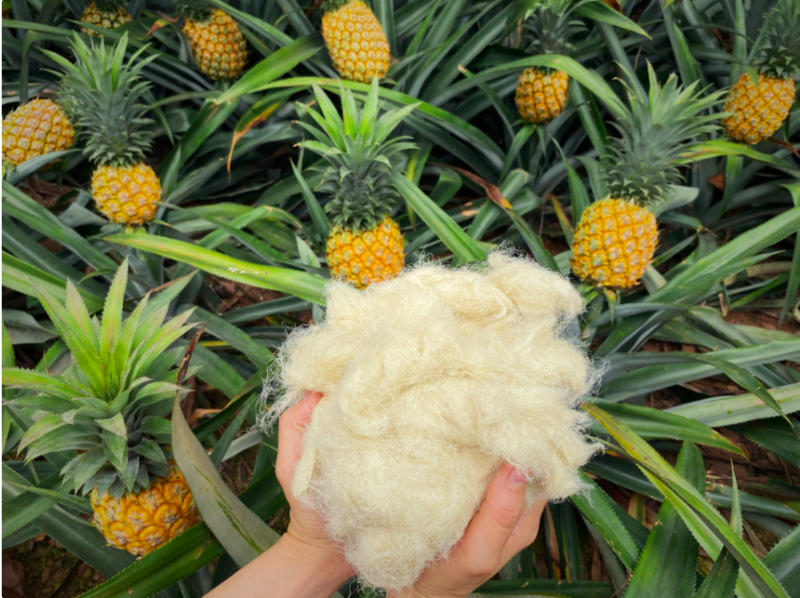 Doanh nghiệp Việt đầu tư nghiên cứu sản xuất sợi từ lá dứa. Ảnh: Ecosoi