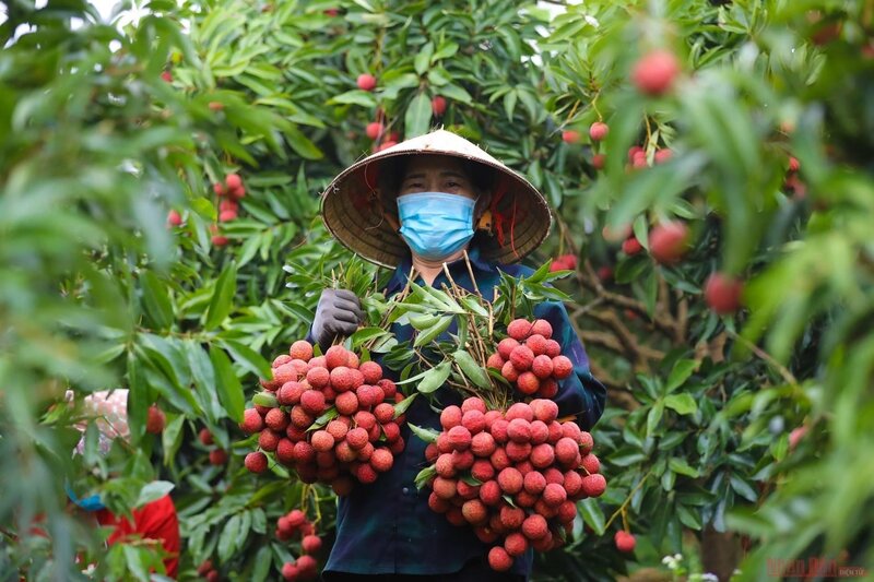 Du lịch mùa vải thiều là một trong những trải nghiệm đáng nhớ (Ảnh: Báo Nhân dân)