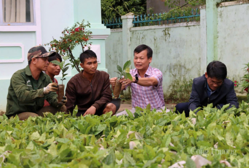 Hàng trăm nghìn cây giống cà phê đã được trao tặng cho đồng bào Xơ Đăng tại xã Tu Mơ Rông, góp phần tạo sinh kế cho người dân