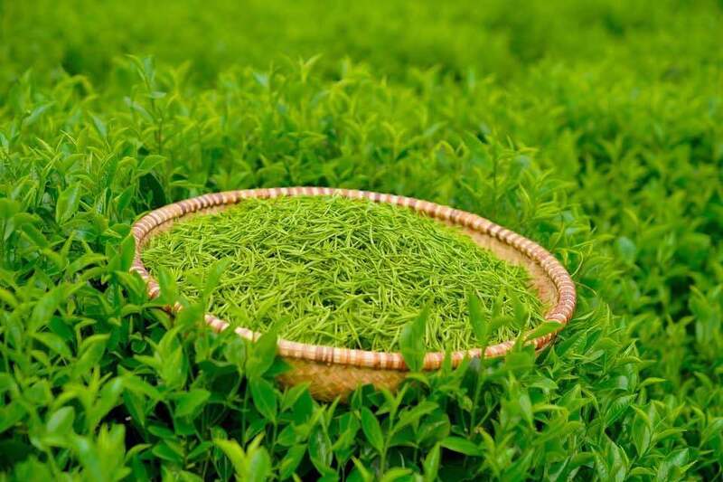 Chè Hảo Đạt được sản xuất từ những búp chè chất lượng của Thái Nguyên (Ảnh: HTX Chè Hảo Đạt)