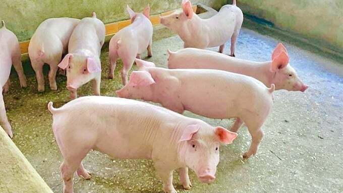 Giá heo hơi hôm nay ngày 2/9/2025: Tiếp tục đi ngang ở cả 3 miền
