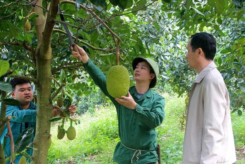 Mít Thái đang trở thành trụ cột kinh tế mới cho người dân xã Phù Lưu. Ảnh: My Ly