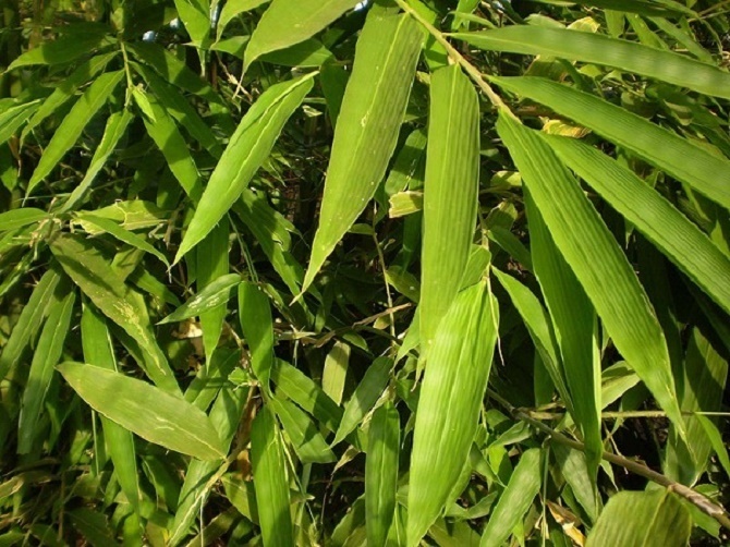 Tre lấy lá, cây kinh tế mở hướng thoát nghèo, nâng cao đời sống ở Phú Thọ.