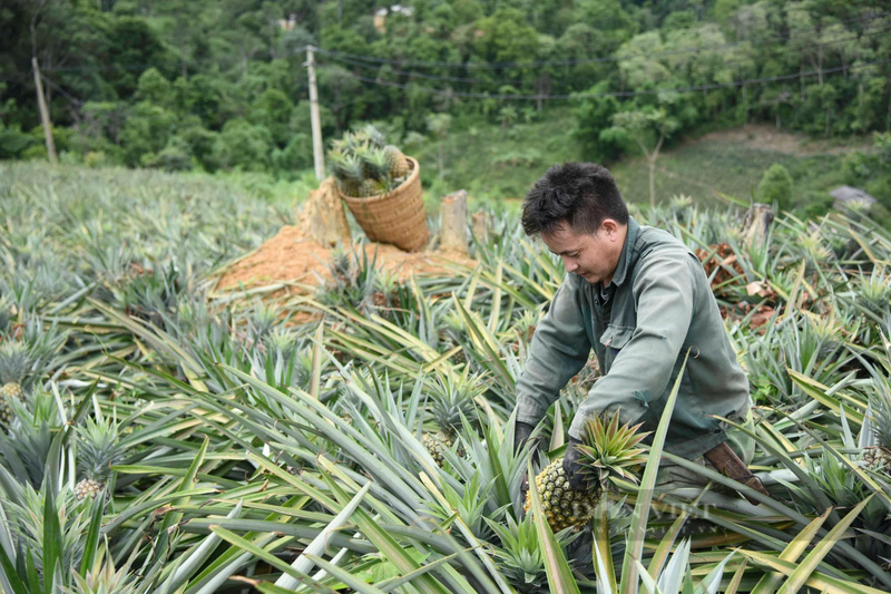 Cây dứa mật Pu Lau là “đặc sản vàng” làm nên sinh kế bền vững. Ảnh: Văn Hưng