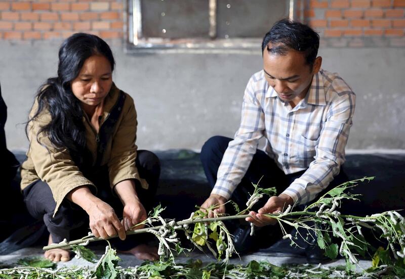 Mô hình trồng dâu nuôi tằm đã phát triển mạnh, dần hình thành vùng sản xuất tập trung ở xã Quảng Khê. Ảnh: Trần Lê, Báo Lâm Đồng