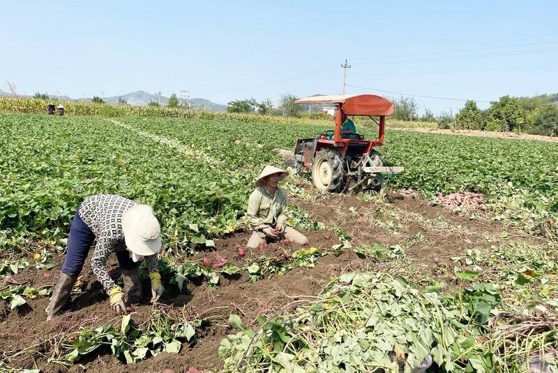 Người dân xã Tuy Đức thu nhập cao từ trồng khoai lang.