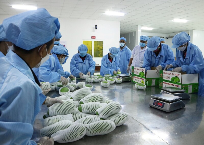 Hiệp định CPTPP đánh dấu một chương mới trong quan hệ kinh tế, thương mại Việt Nam - Anh. Ảnh: Hưng Thịnh