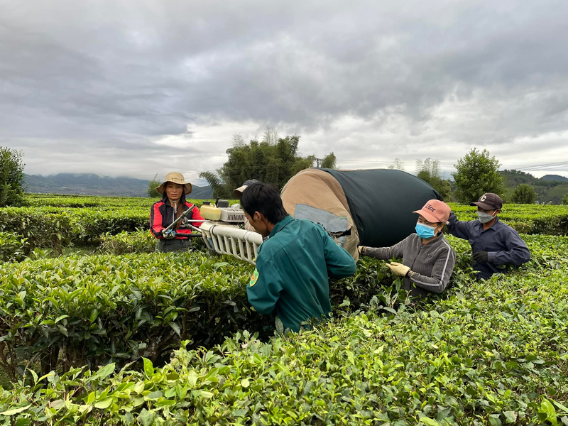Người dân Lai Châu thu hoạch chè bằng máy. Ảnh: Lê Duy Truyền