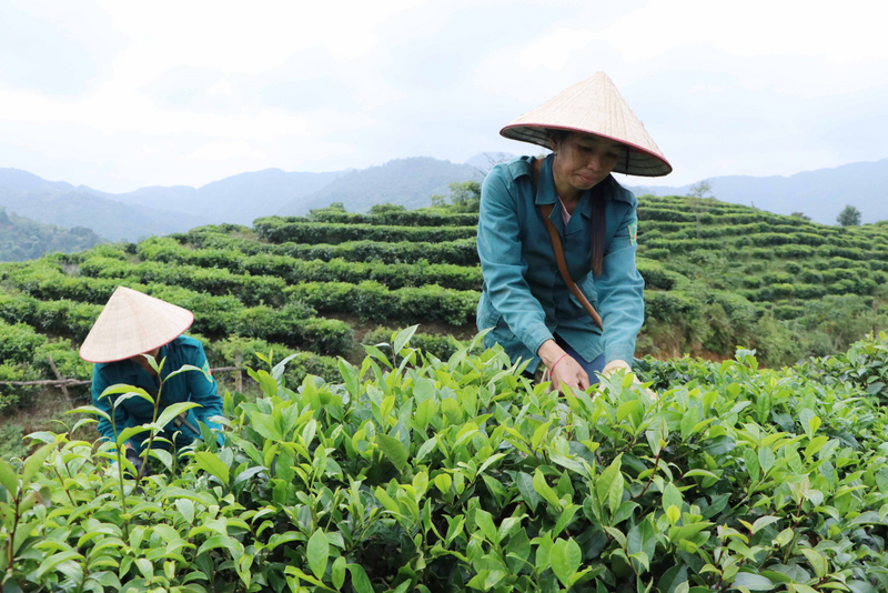 Các cơ sở kinh doanh chè tạo đầu ra ổn định cho người trồng chè Lai Châu. Ảnh: T.P