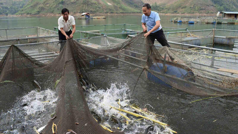 Người dân thu hoạch cá tại các lồng bè trên lòng hồ Thủy điện Sơn La. Ảnh: Trường Sơn