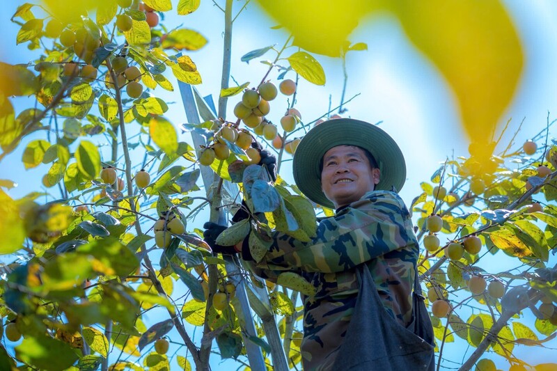 Thời điểm tháng 8 âm lịch hằng năm, hồng bắt đầu chín, người dân tất bật thu hái để tư thương đến mua. Ảnh báo Lạng Sơn