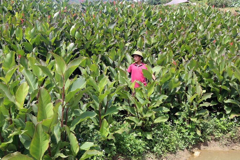Cây dong riềng trở thành "công cụ" thoát nghèo cho bà con dân tộc thiểu số trên địa bàn xã Côn Minh. Ảnh minh hoạ