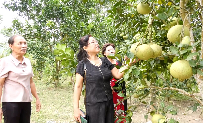 Từ đất đồi cằn cỗi, nông dân vùng cao Thanh Hóa đã dựng lên trang trại với bưởi, ổi, mít, na, dừa, ong mật và ao cá. Ảnh: Xuân Thường