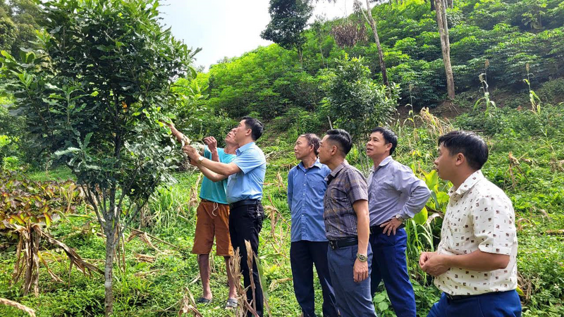 Lãnh đạo UBND xã Sáng Nhè kiểm tra mô hình trồng cây mắc ca tại thôn Pá Ỏ. Ảnh: Nhật Phương