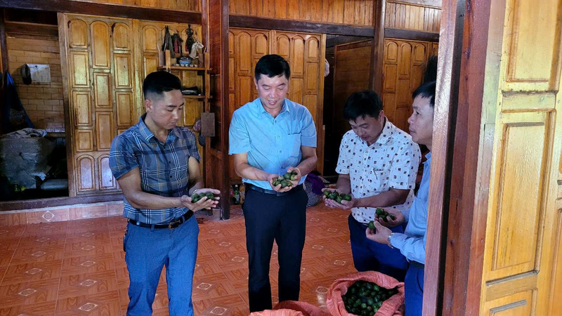 Cây mắc ca cho năng suất tốt và hiệu quả kinh tế cao. Ảnh: Nhật Phương