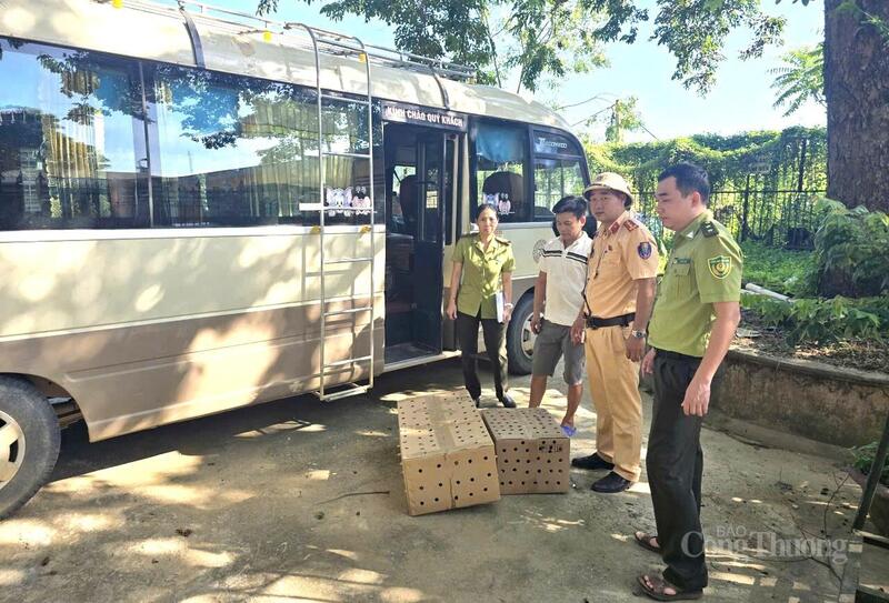 Lực lượng chức năng phát hiện chim hoang dã được vận chuyển trái phép bằng xe khách