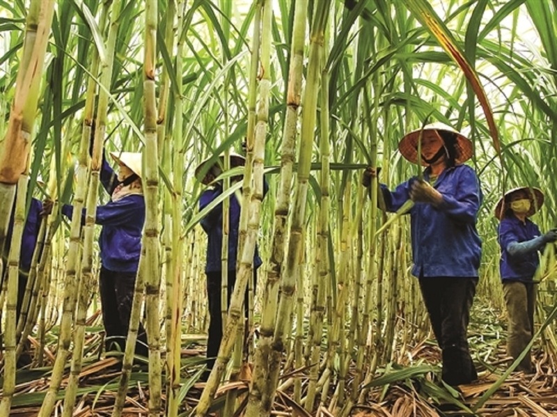 Ngành mía đường Việt Nam bứt phá, vươn lên dẫn đầu khu vực về năng suất. Ảnh Minh hoạ.