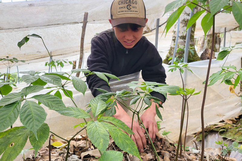 Nhiều địa phương miền núi phía Tây Quảng Ngãi cũng đẩy mạnh trồng rừng gắn với phát triển dược liệu. Ảnh: Thanh Tùng