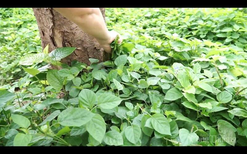 Khu vực đất ô nhiễm sau cải tạo được bà con trồng rau