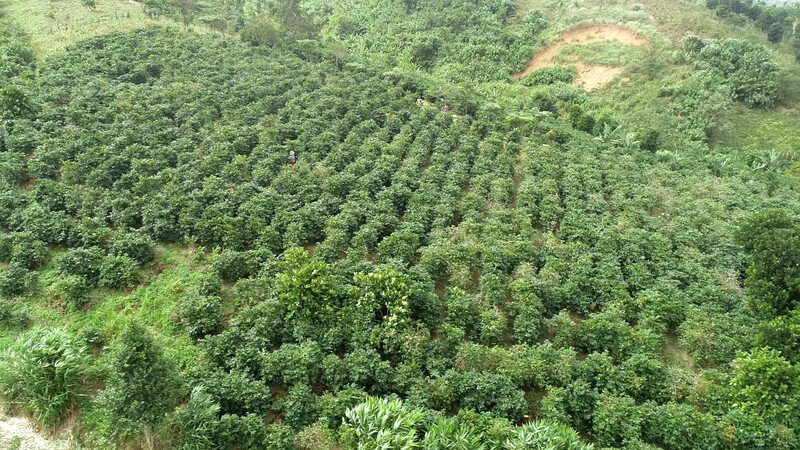 Khe Sanh là vùng trồng cà phê Arabica nổi tiếng của Việt Nam
