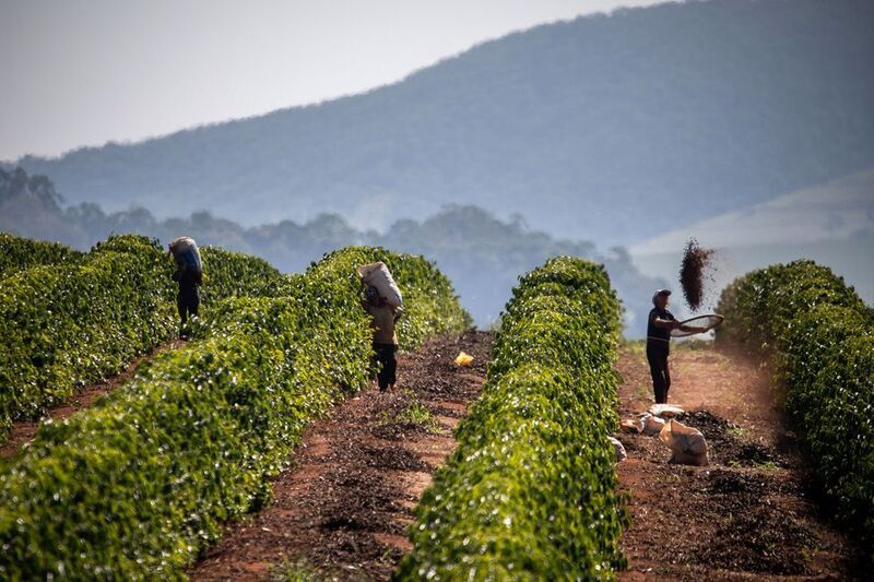 Brazil, quốc gia chiếm 37% sản lượng toàn cầu cũng đang mở rộng thị trường sang Trung Quốc. Ảnh minh hoạ