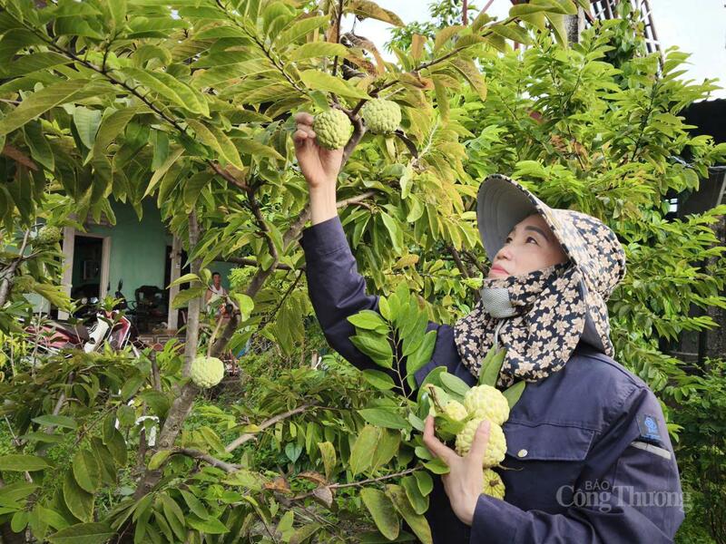 Na Bồ Lý, Phú Thọ không chỉ là đặc sản nức tiếng mà còn là cây trồng giúp hàng trăm hộ dân nơi đây vươn lên thoát nghèo.