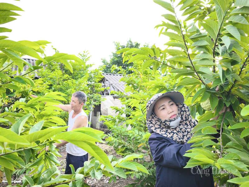 Vườn na của hộ gia đình ông Trần Văn Quý đã "cứu cánh" giúp gia đình ông phát triển kinh tế ổn định.