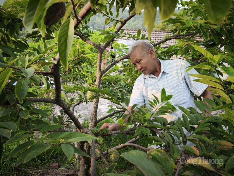 Ông Bùi Huy Hùng, thôn Ngọc Thụ, xã Đại Đình, tỉnh Phú Thọ là người đầu tiên gieo giống na Bồ Lý thành công và truyền bí quyết cho bà con trong vùng.