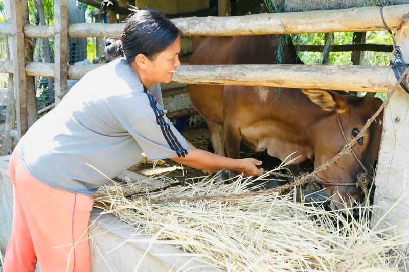 Được sự hỗ trợ cây, bò giống từ chính sách hỗ trợ giảm nghèo của Nhà nước, gia đình chị Gam đã thoát nghèo. Ảnh: Ngọc Toàn